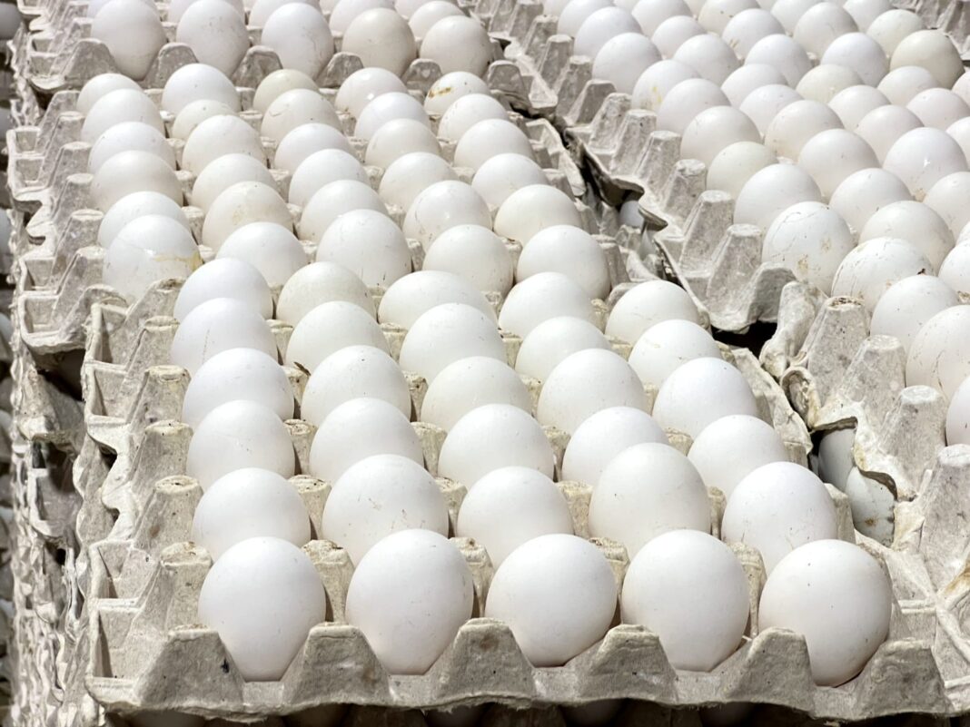 La República Dominicana reanuda las exportaciones de huevos a Cuba con envío de más de 3.9 millones de unidades La República Dominicana reanuda las exportaciones de huevos a Cuba con envío de más de 3.9 millones de unidades