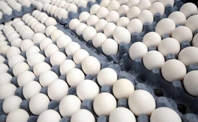Alza del petróleo encarece costos del pollo y los huevos en República Dominicana Alza del petróleo encarece costos del pollo y los huevos en República Dominicana
