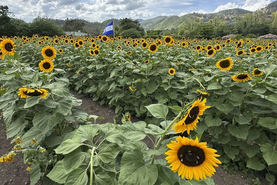 El Paseo de los Girasoles nació en la pandemia y hoy es un imán turístico en Honduras El Paseo de los Girasoles nació en la pandemia y hoy es un imán turístico en Honduras